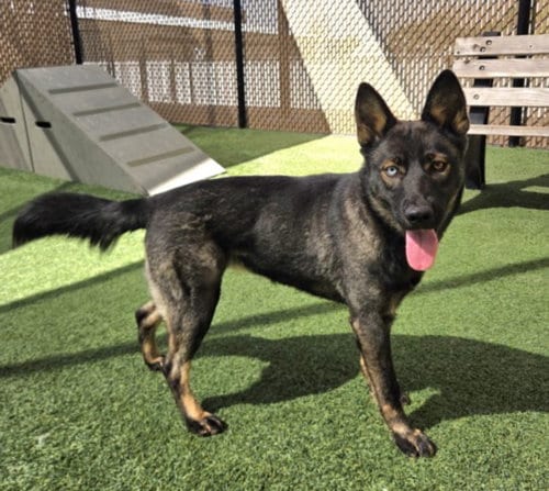Photo of Nougat, adoptable German Shepherd Dog in Norco, California