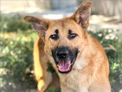 Photo of Benny, adoptable German Shepherd Dog in San Pedro, California