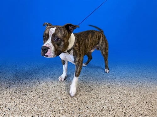 Photo of Robby, adoptable American Bulldog in Miami, Florida