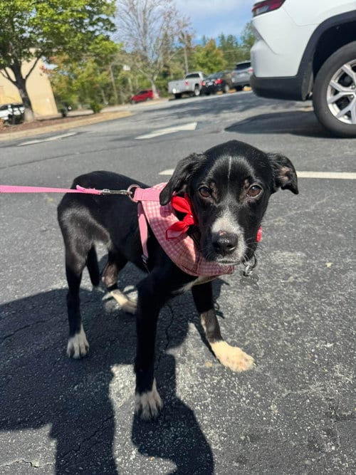 Photo of Marlee, adoptable Australian Shepherd in Holly Springs, North Carolina