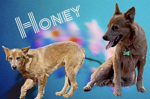 Photo of Honey, adoptable Australian Cattle Dog/Blue Heeler in Albuquerque, New Mexico