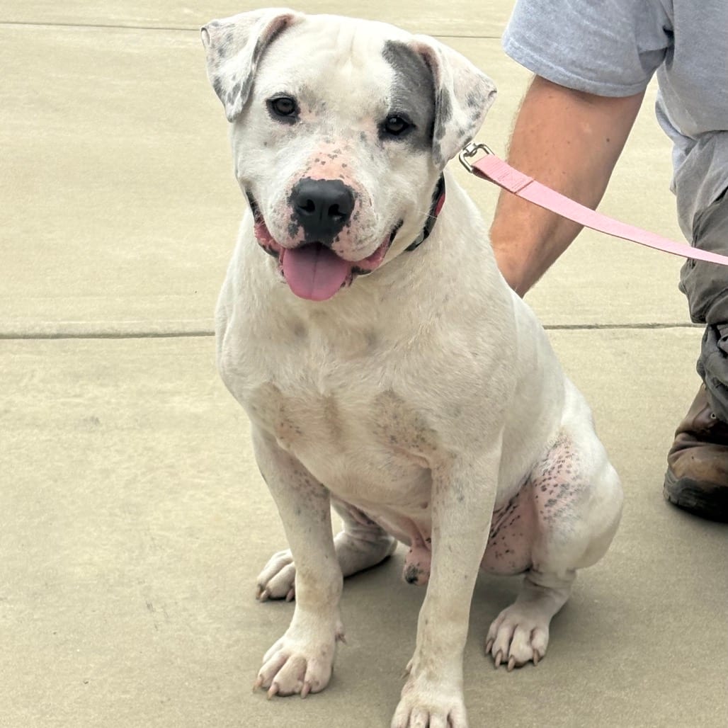 Photo of Koa, adoptable Bulldog, American / Mixed Breed (Large) in Marshall, Texas