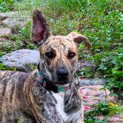 Photo of Mama Molly LH, adoptable Plott Hound Mixed Breed (Medium) in Hartford, Connecticut