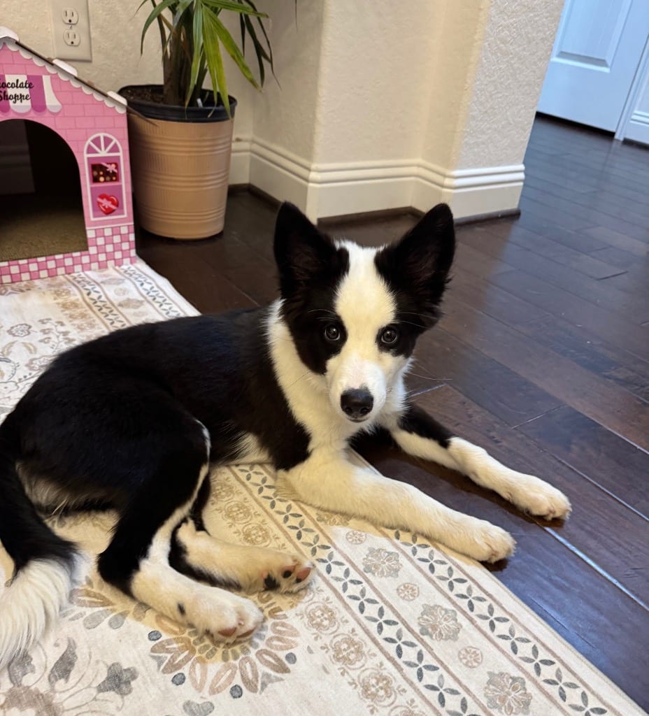 Photo of Millie, adoptable Border Collie in Texas