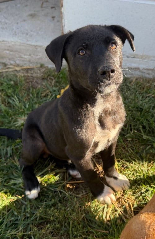 Photo of Georgia : Tucker, adoptable Shepherd in Aurora, Indiana