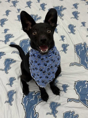 Photo of Boots, adoptable Australian Kelpie in Detroit, Michigan