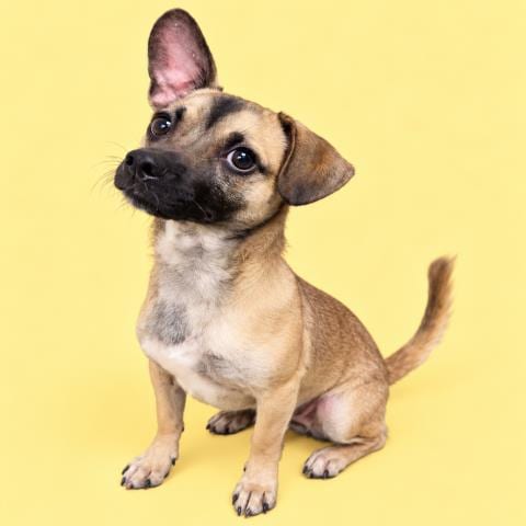 Photo of Negan, adoptable Chihuahua in HESPERIA, California