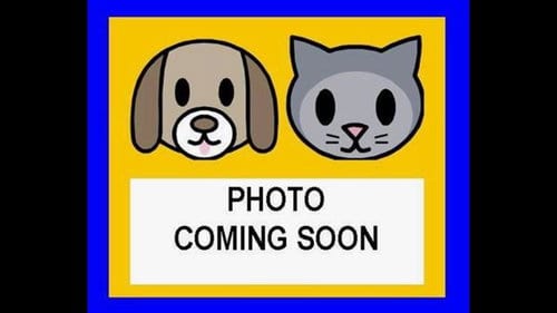 Photo of Turtle, adoptable American Staffordshire Terrier in San Antonio, Texas