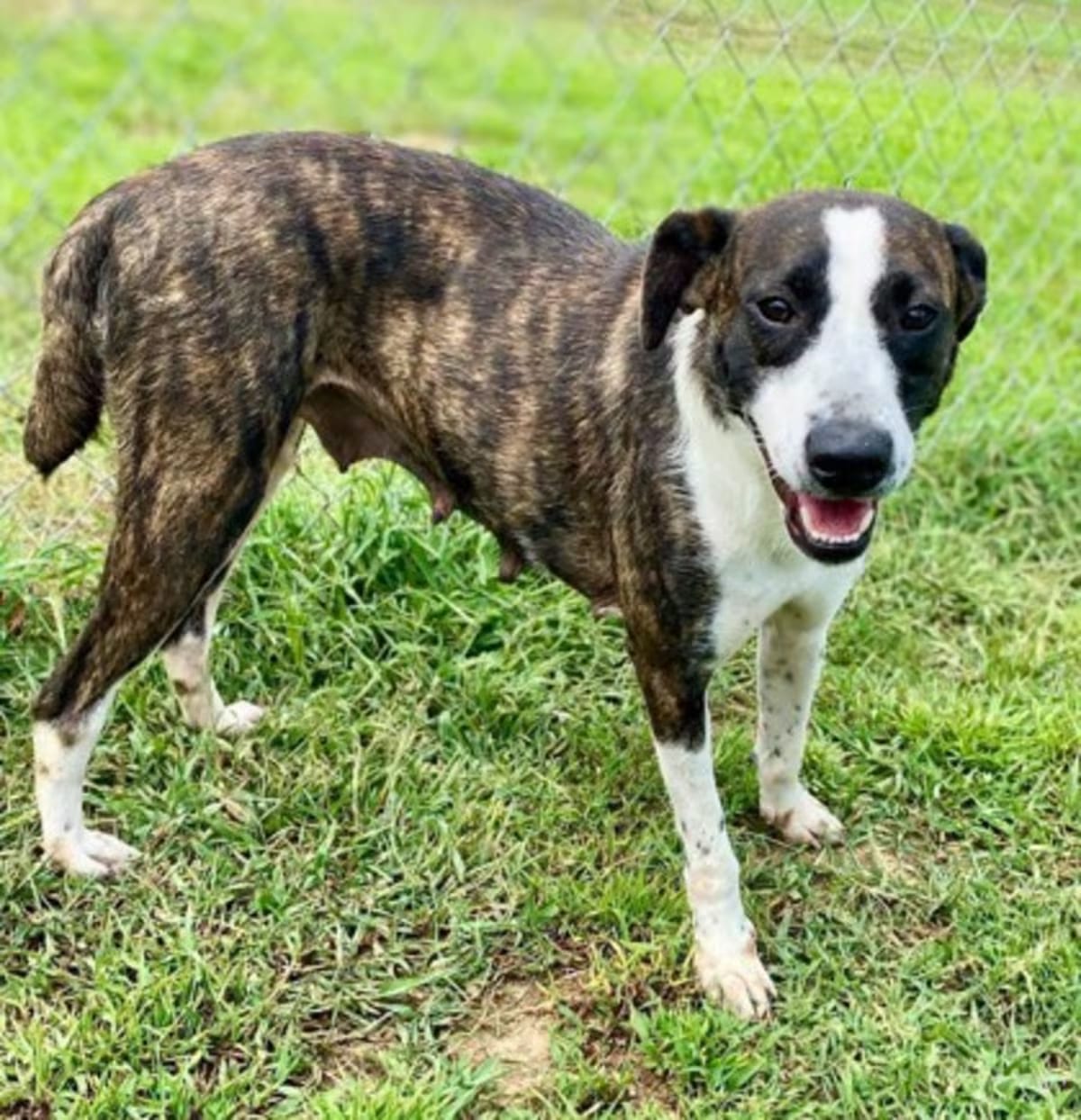 Photo of Jenny, adoptable Terrier (Unknown Type, Medium) in Yellville, Arkansas