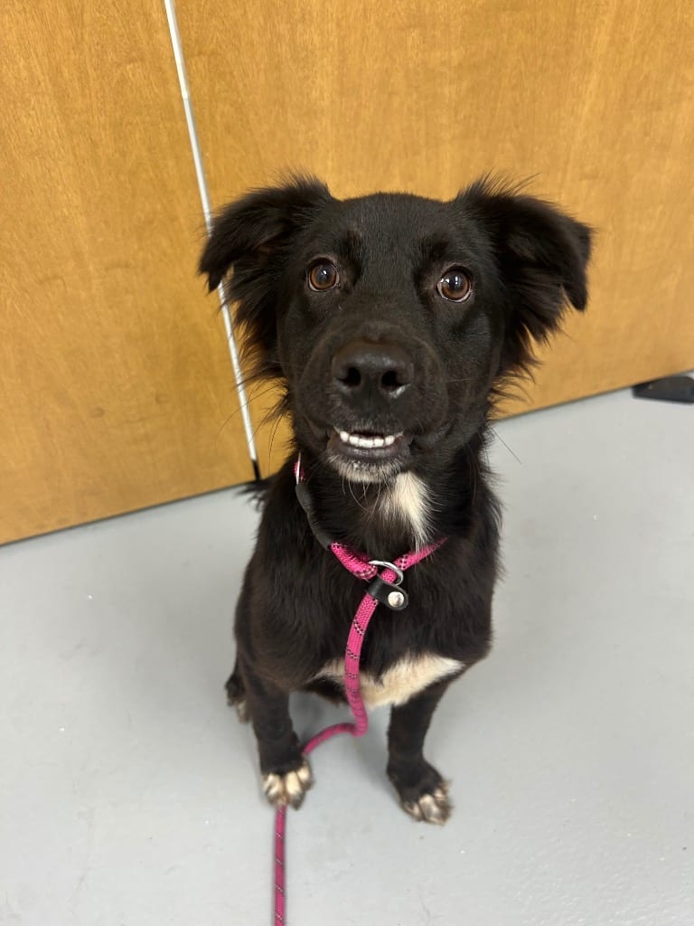 Photo of Tahoe, adoptable Border Collie in Hartsville, South Carolina