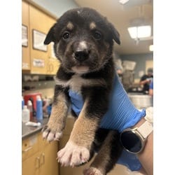 Photo of Ferb Flynn, adoptable German Shepherd Dog in Jurupa Valley, California