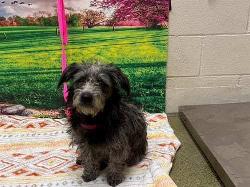 Photo of A554132, adoptable Terrier in Moreno Valley, California