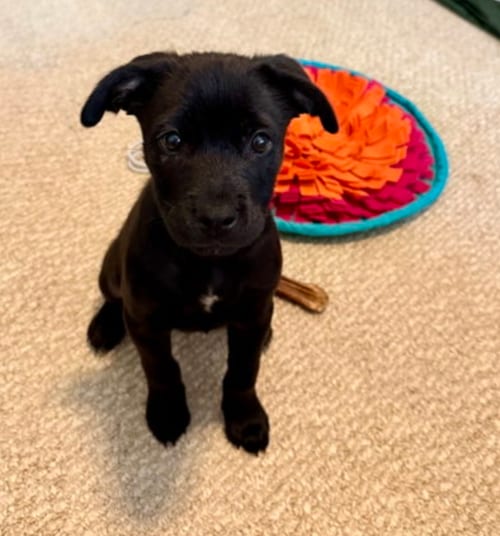 Photo of Splash - nemo litter, adoptable Labrador Retriever in Holly Springs, North Carolina