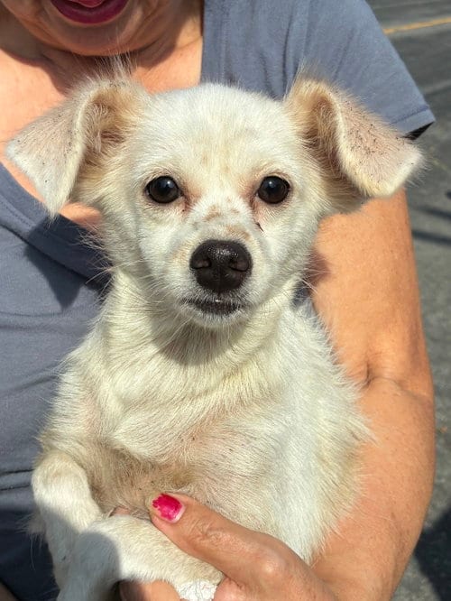 Photo of Joanie, adoptable Chihuahua in Los Angeles, California