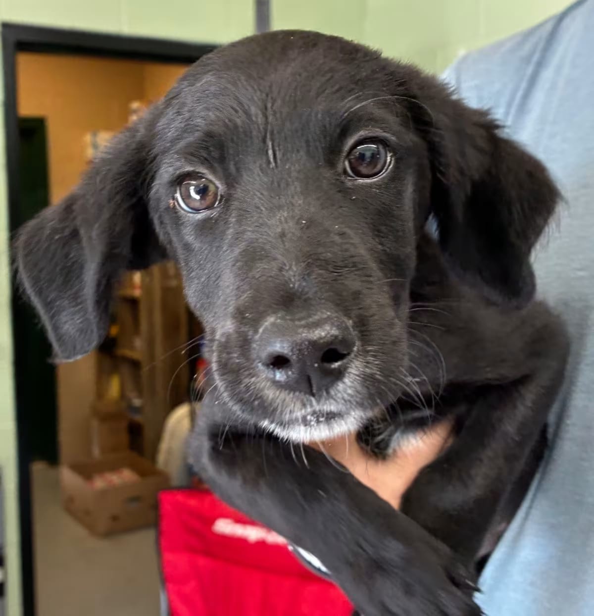 Photo of Buster, adoptable Cocker Spaniel in Beebe, Arkansas