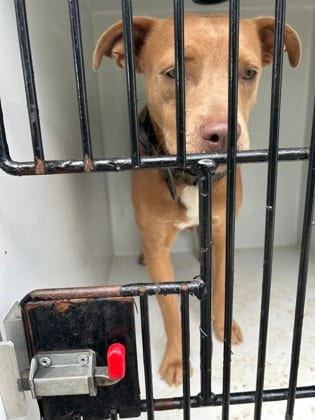 Photo of Rowdie, adoptable dog in Atlanta, Georgia