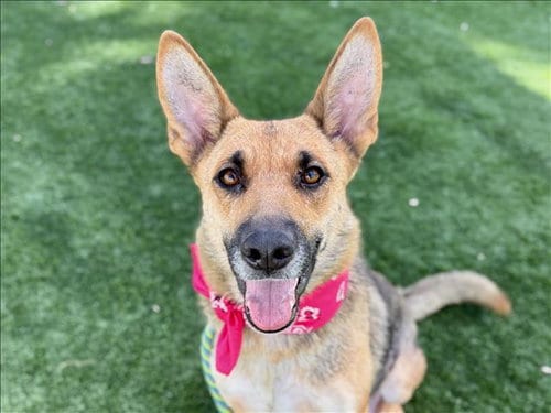 Photo of Sadie, adoptable German Shepherd Dog in San Pedro, California