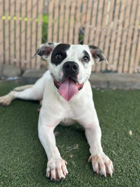 Photo of Manchas, adoptable Pit Bull Terrier in Chula Vista, California