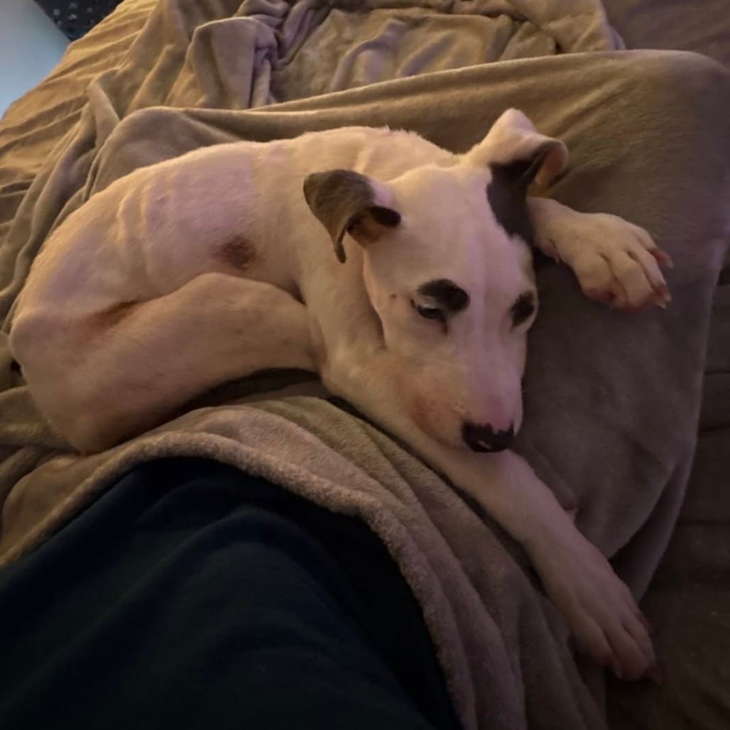 Photo of Sofia, adoptable Mixed Breed (Large) in DeKalb, Illinois