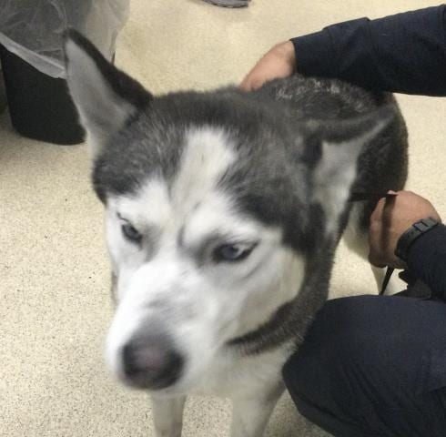 Photo of Nickie, adoptable Siberian Husky in Riverside, California