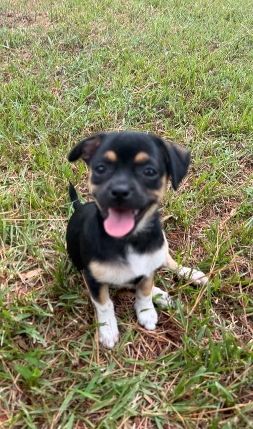 Photo of Cookie Dough, adoptable Chihuahua in The Woodlands, Texas