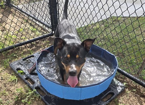 Photo of Toby, adoptable Rottweiler in Ocala, Florida