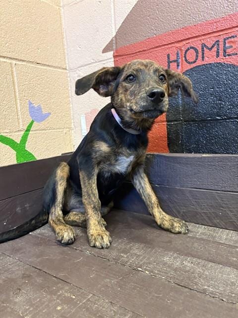 Photo of Mermaid, adoptable German Shepherd Dog in Castaic, California