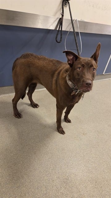 Photo of Mocha, adoptable Labrador Retriever in Miami, Florida