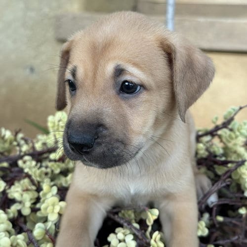 Photo of Justice Pup - Bench, adoptable Labrador Retriever in San Diego, California