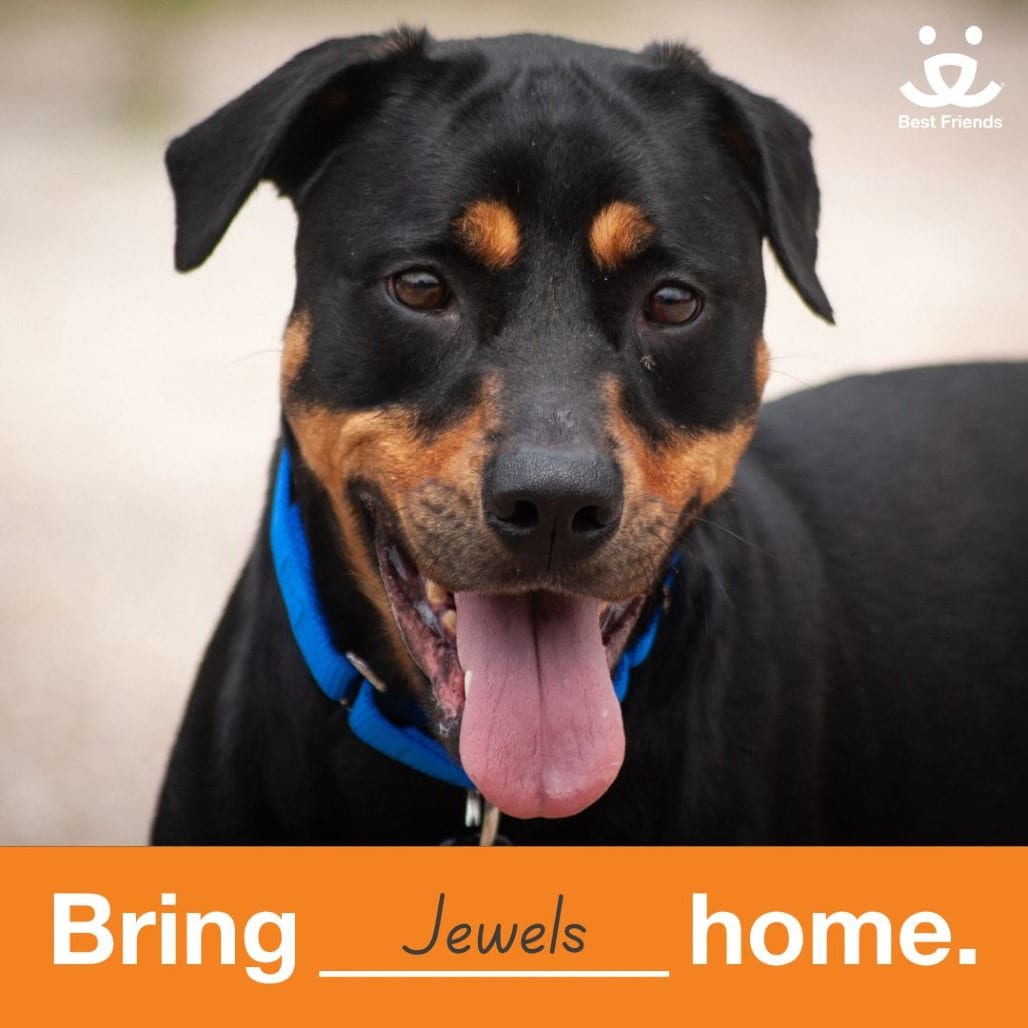 Photo of Jewels, adoptable Rottweiler / Mix in Kanab, Utah