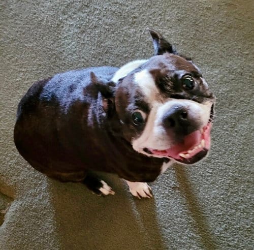 Photo of Roxie (Forever Foster), adoptable Boston Terrier in Little Elm, Texas
