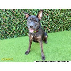 Photo of Bria, adoptable Mixed Breed (Medium) in West Palm Beach, Florida