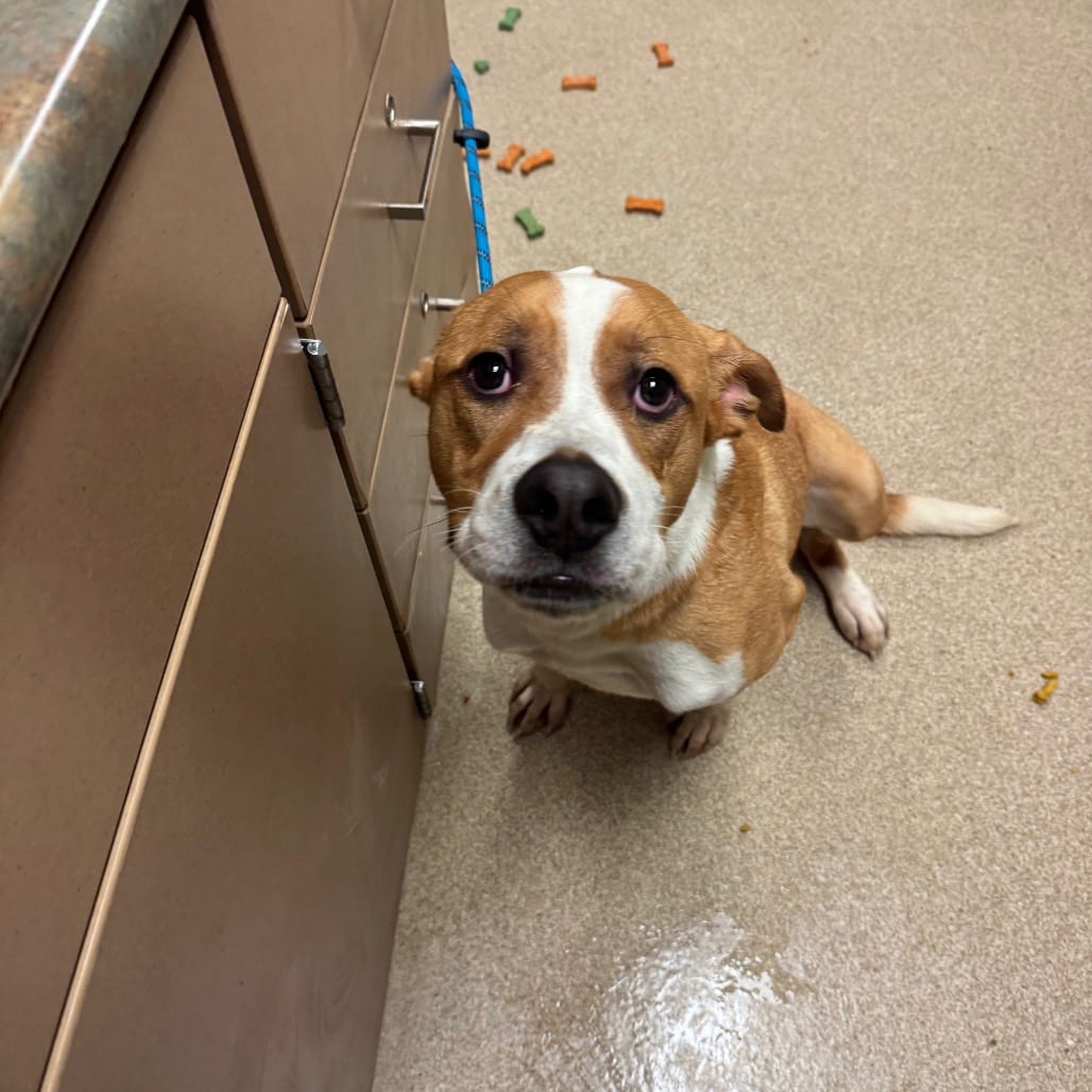 Photo of Crash, adoptable Mixed Breed (Large) in Bristol, Indiana