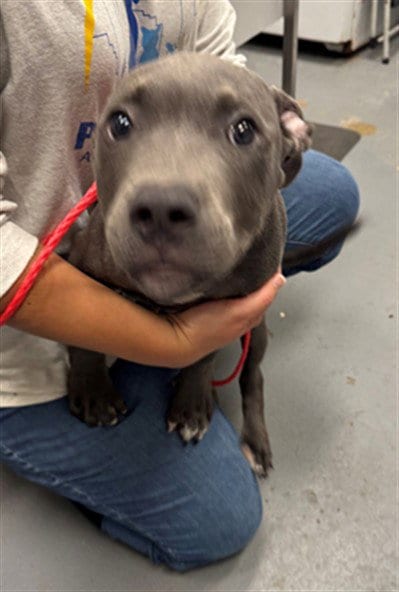Photo of Bowie, adoptable Pit Bull Terrier in Peoria, Illinois