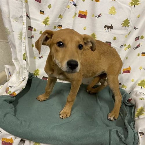 Photo of Punkin, adoptable Labrador Retriever in Modesto, California