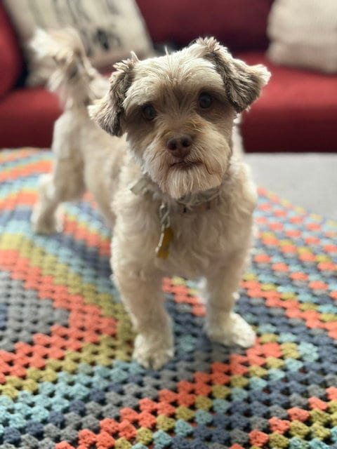 Photo of Nellsen, adoptable Terrier in Sandy, Utah