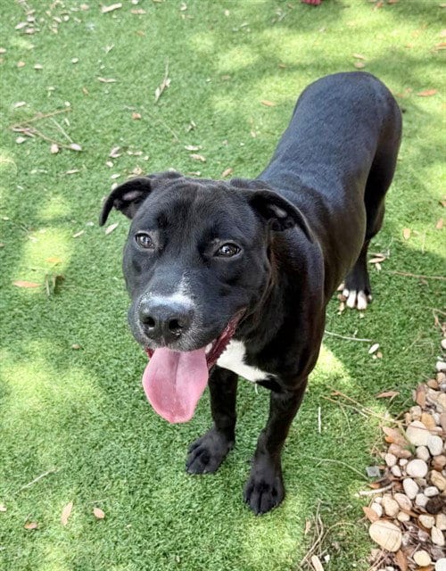 Photo of Jax, adoptable Labrador Retriever in Fort Myers, Florida