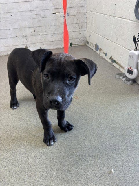Photo of Brisket, adoptable Pit Bull Terrier in San Bernardino, California