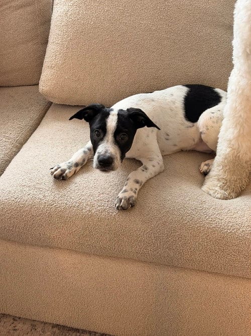 Photo of Toby, adoptable Cattle Dog in Willingboro, New Jersey