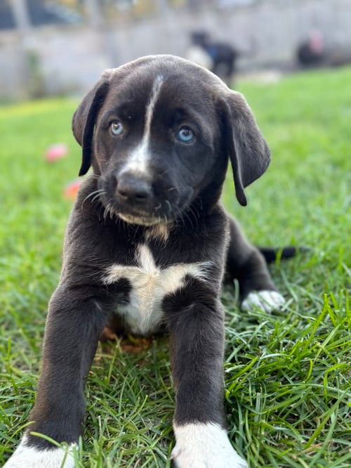 Photo of Hashbrown, adoptable Australian Shepherd in Hillside, Illinois