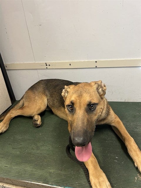 Photo of Willow, adoptable German Shepherd Dog in Baldwin Park, California