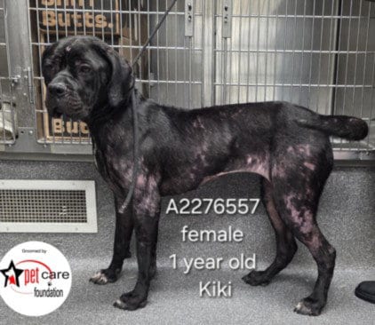 Photo of Kiki, adoptable Cane Corso Mastiff in Los Angeles, California
