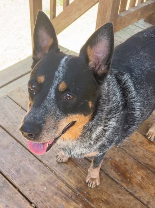 Photo of Bama, adoptable Australian Cattle Dog/Blue Heeler in Wetumpka, Alabama