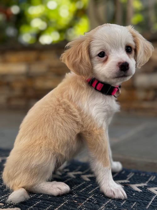 Photo of Aioli, adoptable Maltese in Romoland, California