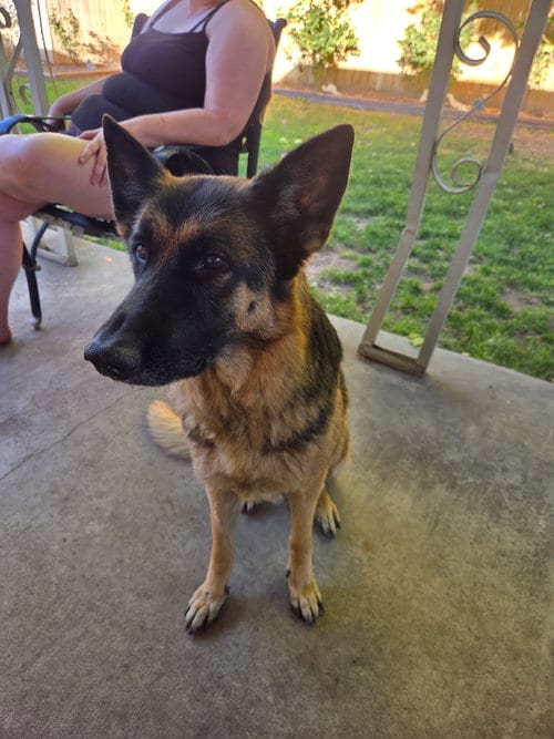 Photo of Snickers, adoptable German Shepherd Dog in MIDWAY, Utah