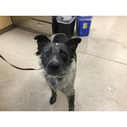 Photo of Zelda, adoptable Border Collie in Jurupa Valley, California