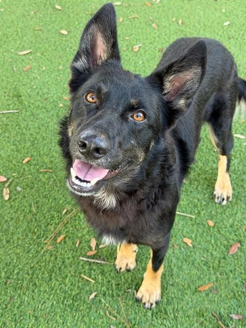Photo of Barkley, adoptable German Shepherd Dog in Fort Myers, Florida