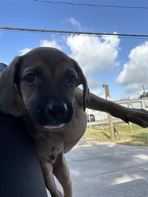 Photo of A661883, adoptable German Shepherd Dog in Houston, Texas
