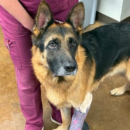 Photo of Fredrick, adoptable Shepherd, German / Unknown in Weatherford, Texas