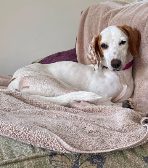 Photo of Sally--DEAF, adoptable Hound in Bolivia, North Carolina